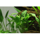 Schismatoglottis prietoi | In-Vitro