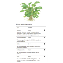Schismatoglottis prietoi | In-Vitro