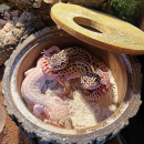 Terra Della Reptilienversteck | Wetbox - Größe S