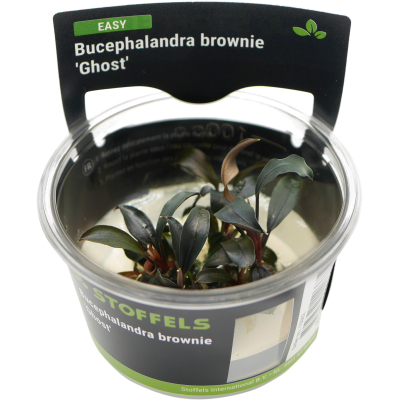 Bucephalandra brownie Ghost | In-Vitro-Cup