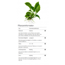 Anubias barteri caladiifolia - Caladium-blättriges Speerblatt