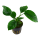 Anubias barteri caladiifolia - Caladium-blättriges Speerblatt