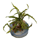 Cryptocoryne crispatula - Genoppter Wasserkelch | In-Vitro