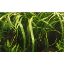 Cryptocoryne crispatula - Genoppter Wasserkelch | In-Vitro