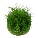 Eleocharis acicularis Mini - Mini Nadelsimse | In-Vitro