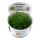 Eleocharis acicularis Mini - Mini Nadelsimse | In-Vitro