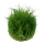 Eleocharis acicularis Mini - Mini Nadelsimse | In-Vitro
