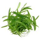 Helanthium Quadricostatus - Zwergschwertpflanze | In-Vitro