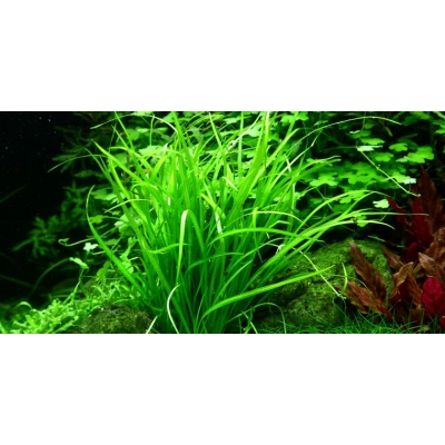 Helanthium tenellum Green - Zwergschwertpflanze | In-Vitro