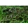 Hygrophila Araguaia | In-Vitro