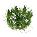 Littorella uniflora - Europäischer Strandling | In-Vitro