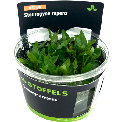 Staurogyne repens | In-Vitro-Cup