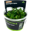 Staurogyne repens | In-Vitro-Cup