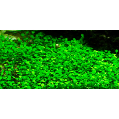 Marsilea minuta - Zwergkleefarn | In-Vitro