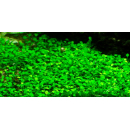 Marsilea minuta - Zwergkleefarn | In-Vitro