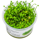 Marsilea minuta - Zwergkleefarn | In-Vitro