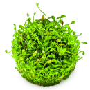 Marsilea minuta - Zwergkleefarn | In-Vitro