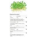 Marsilea minuta - Zwergkleefarn | In-Vitro