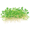 Marsilea minuta - Zwergkleefarn | In-Vitro
