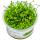 Marsilea minuta - Zwergkleefarn | In-Vitro