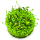 Marsilea minuta - Zwergkleefarn | In-Vitro