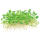 Marsilea minuta - Zwergkleefarn | In-Vitro