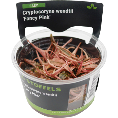 Cryptocoryne wendtii Fancy Pink | In-Vitro-Cup