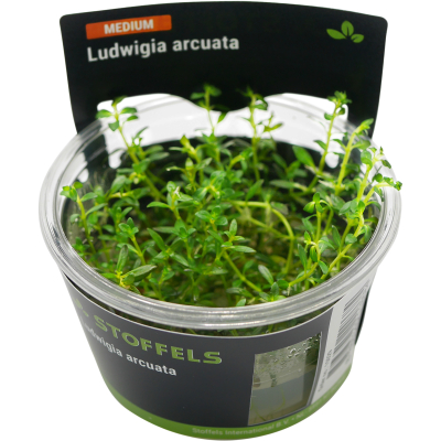 Ludwigia arcuata | In-Vitro-Cup