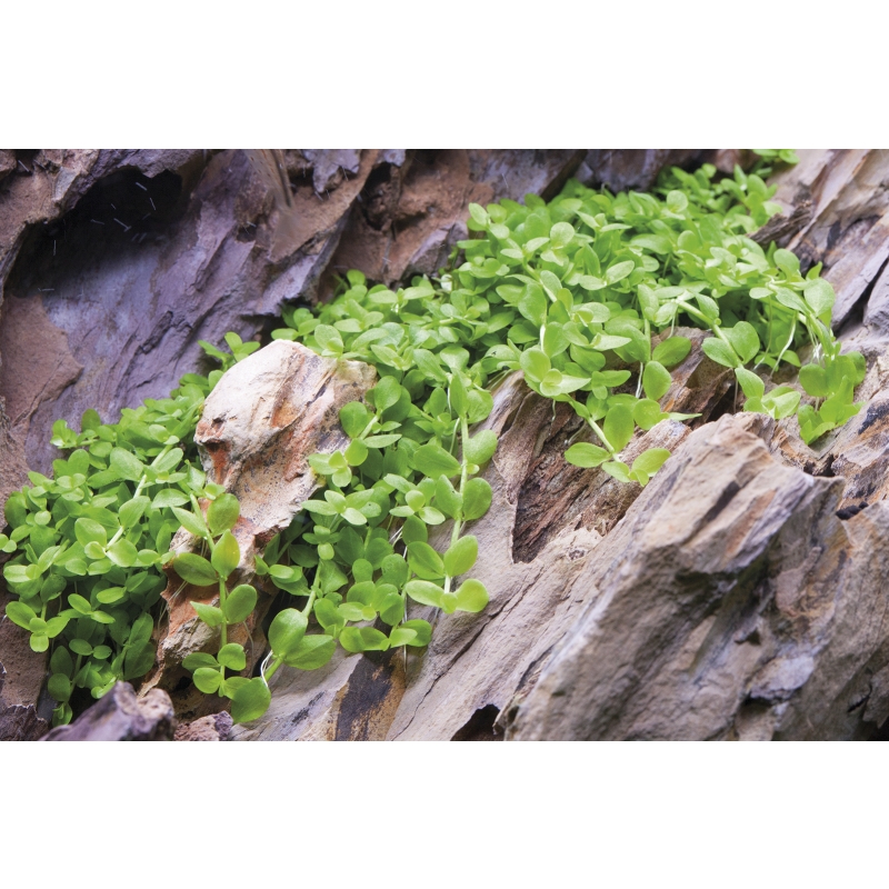 Micranthemum 'Monte Carlo' - Monte Carlo Perlkraut | In-Vitro | Tropic
