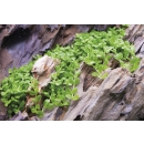 Micranthemum Monte Carlo - Monte Carlo Perlkraut | In-Vitro