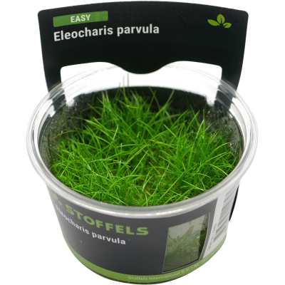 Eleocharis parvula | In-Vitro-Cup