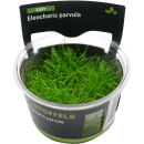 Eleocharis parvula | In-Vitro-Cup
