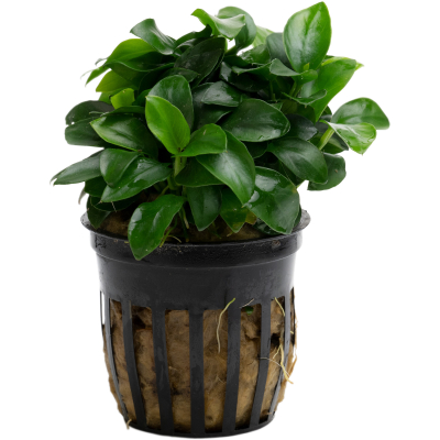 Anubias barteri var. nana Bonsai (Mini) | Topf-Pflanze