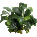 Anubias barteri var. nana Bonsai (Mini) | Topf-Pflanze