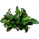 Anubias barteri var. nana Bonsai (Mini) | Topf-Pflanze