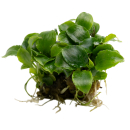 Schismatoglottis prietoi | Topf-Pflanze