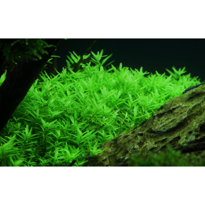 Rotala rotundifolia Green - Grüne Rotala - B-Ware