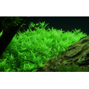 Rotala rotundifolia Green - Grüne Rotala - B-Ware