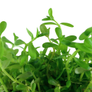 Rotala rotundifolia Green - Grüne Rotala - B-Ware