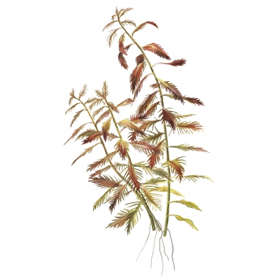 Proserpinaca palustris - Amerikanisches Kammblatt - Meerjungfrauenpflanze | In-Vitro