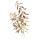 Proserpinaca palustris - Amerikanisches Kammblatt - Meerjungfrauenpflanze | In-Vitro