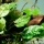 Anubias barteri var. nana ’Pinto’ - Pinto-Speerblatt | Topf