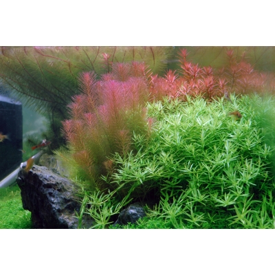 Rotala wallichii - Rotes Mooskraut | In-Vitro