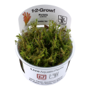 Rotala wallichii - Rotes Mooskraut | In-Vitro