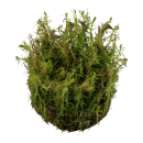 Rotala wallichii - Rotes Mooskraut | In-Vitro