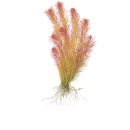 Rotala wallichii - Rotes Mooskraut | In-Vitro