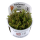 Rotala wallichii - Rotes Mooskraut | In-Vitro