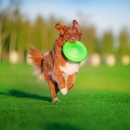 Collar Flyber | Frisbee