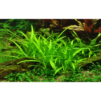 Sagittaria subulata - Flutendes Pfeilkraut | In-Vitro