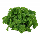 Salvinia minima - Kleinohriger Schwimmfarn | In-Vitro